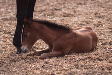 Fototapeta premium A small brown colt is resting on a horse farm
