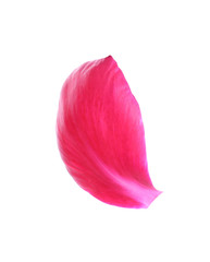 Beautiful petal of peony flower isolated on white