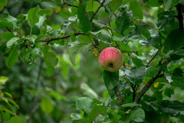 Ripening green small apples on a branch in the garden after rain.