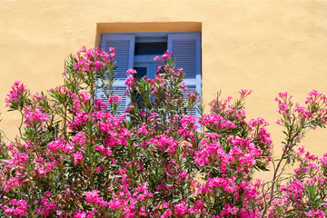 Fototapeta na wymiar Lovely blooming bright pink oleander flowers with green leaves nearby of yellow wall. Large Pink Oleander shrub outdoor makes shadow