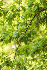 Tree branches with fresh green leaves, view from the window of a house - beautiful natural background