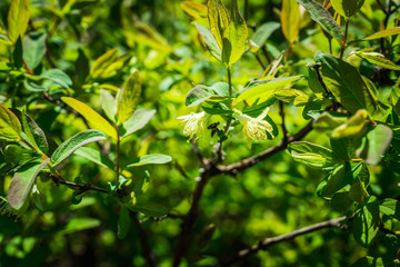 Blooming honeysuckle branch with new green leaves. Selective focus. Shallow depth of field.