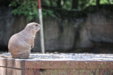 Pr&auml;riehund schaut in die Ferne 
