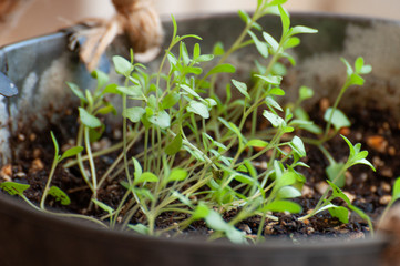Lavender growing in a pot of soil indoors