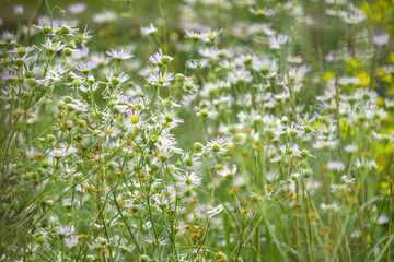 Beautiful tender small White wild daisy flowers in large numbers in a meadow.