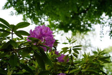 Violette Rhododendronblüte