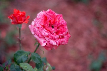 Pink roses on a background of green grass