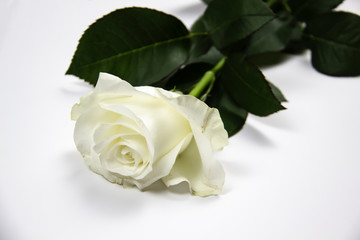 One white rose flower on white background. Flat lay, top view for romantic concept. White rose with green leaves