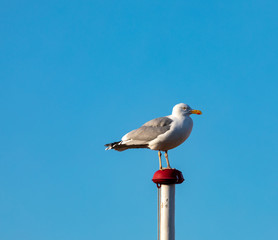 Seagull on flag poll 6