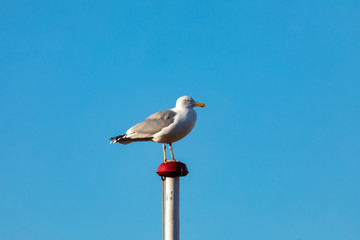 Seagull on flag poll 5