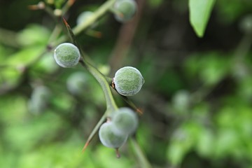 한국 인천시 남동구 인천대공원 입니다