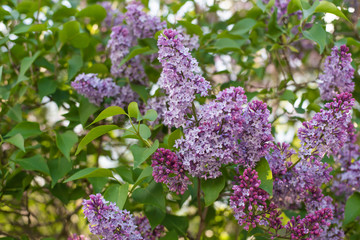 Lilac syringa vulgaris purple flowers in may, blooming bush photography