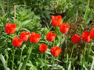 Beautiful red terry tulip in the garden, panorama