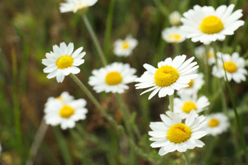 Beautiful chamomile flowers growing in field, closeup