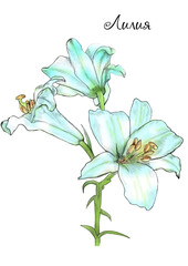 Creative composition with the image of a bouquet of garden flowers. Theme of summer. Blue lilies on a white background. Close-up. Design for print.