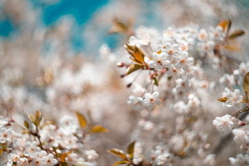 swirling background of blooming cherry. spring mood. spring flowers shot on helios