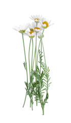 Beautiful fresh chamomile flowers isolated on white