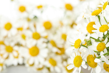 Beautiful fresh chamomile flowers on blurred background, closeup. Space for text