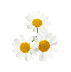 Beautiful fresh chamomile flowers isolated on white