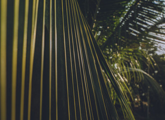 Hojas de palmera con textura y luz