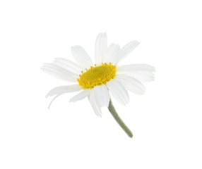 Beautiful fresh chamomile flower isolated on white