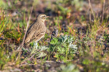 Tawny Pipit (Anthus campestris)