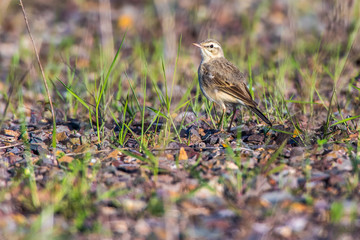 Tawny Pipit (Anthus campestris)