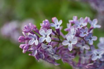 Purple lilac flowers closeup, may flowers in bloom