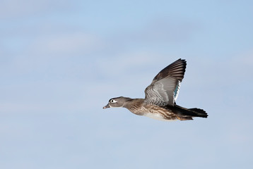 Wood duck female taking flight in winter in Ottawa, Canada