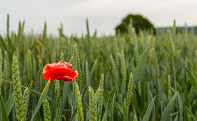 Maki na polu jeczmienia. Czerwony mak. Kwiaty polne.  Sezonowe rosliny. Delikatne platki kwiatowe. Zielone lodygi. Mak wsrod trawy. Chwasty w zbozu.  Zdjecie z bliska. Dzika roslinnosc.  © ff25