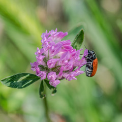Insecte sur une fleur
insect on a flower
