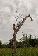 Samotne , uschniete drzewo na polu. Suche konary.  Pien drzewa bez kory.  Pochmurne, szare niebo. Cisza przed burza.  Podmiejskie tereny w Niemczech. © ff25