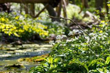 Wild Garlic next to forest stream