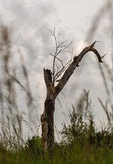 Samotne , uschniete drzewo na polu. Suche konary.  Pien drzewa bez kory. Smutny widok. Pochmurne, szare niebo. Cisza przed burza.  Podmiejskie tereny w Niemczech. © ff25
