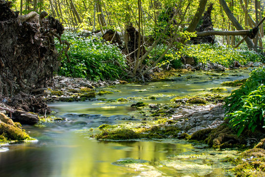 Small stream in an spring forest on the island of Gotland in Sweden