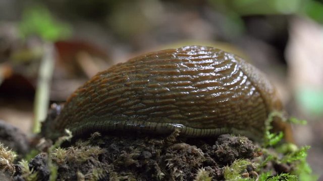 Close-up lockdown shot of slug moving on small plants in forest - Steigerwald, Germany