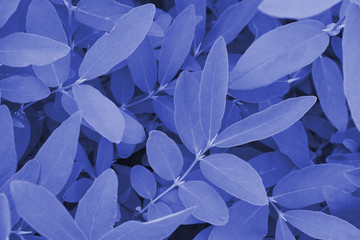 Tinted blue wallpaper from the tender fresh foliage of a fruit bush. Vegetable background from young leaves of honeysuckle. Close-up