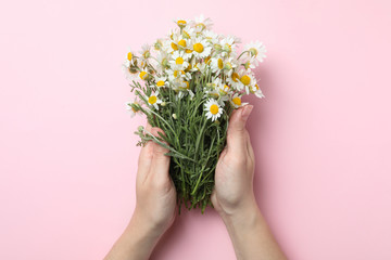 Woman holding chamomile bouquet on pink background, top view