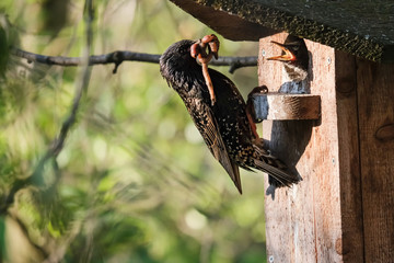 Common starling holds in its beak a big, fat worm, he was going to feed the chicks sitting on a birdhouse in the spring morning.