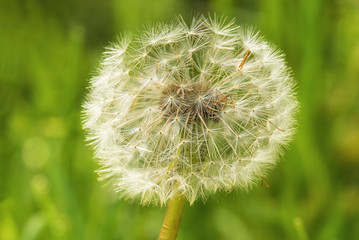 Conceptual image of dandelion head. Idea of fragility, freedom, calmness. Space for text