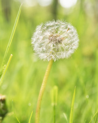 Conceptual image of dandelion head. Idea of fragility, freedom, calmness. Space for text