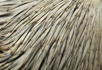 White rooster's feathers as background, closeup view