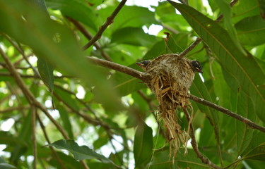 baby white throat fantail bird waiting for father and mother feeding in nest under mango tree  