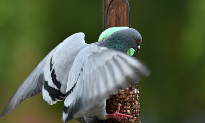 pigeon perching in the garden
