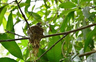baby white throat fantail bird waiting for father and mother feeding in nest under mango tree  