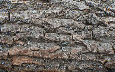 close view of oak bark