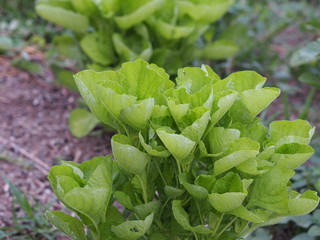 Amaranth Amaranthus viridis  Amaranthaceae  green leaves vegetable blooming in garden nature background