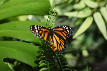 Fototapeta na wymiar Beautiful monarch butterfly on fern leaf in garden