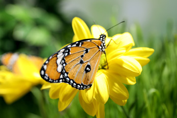 Beautiful painted lady butterfly on flower in garden