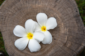 Beautiful white flowers on the wood floor